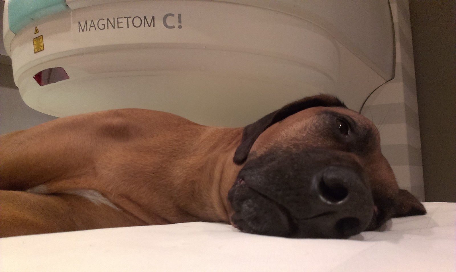 Rezonans magnetyczny dla zwierząt