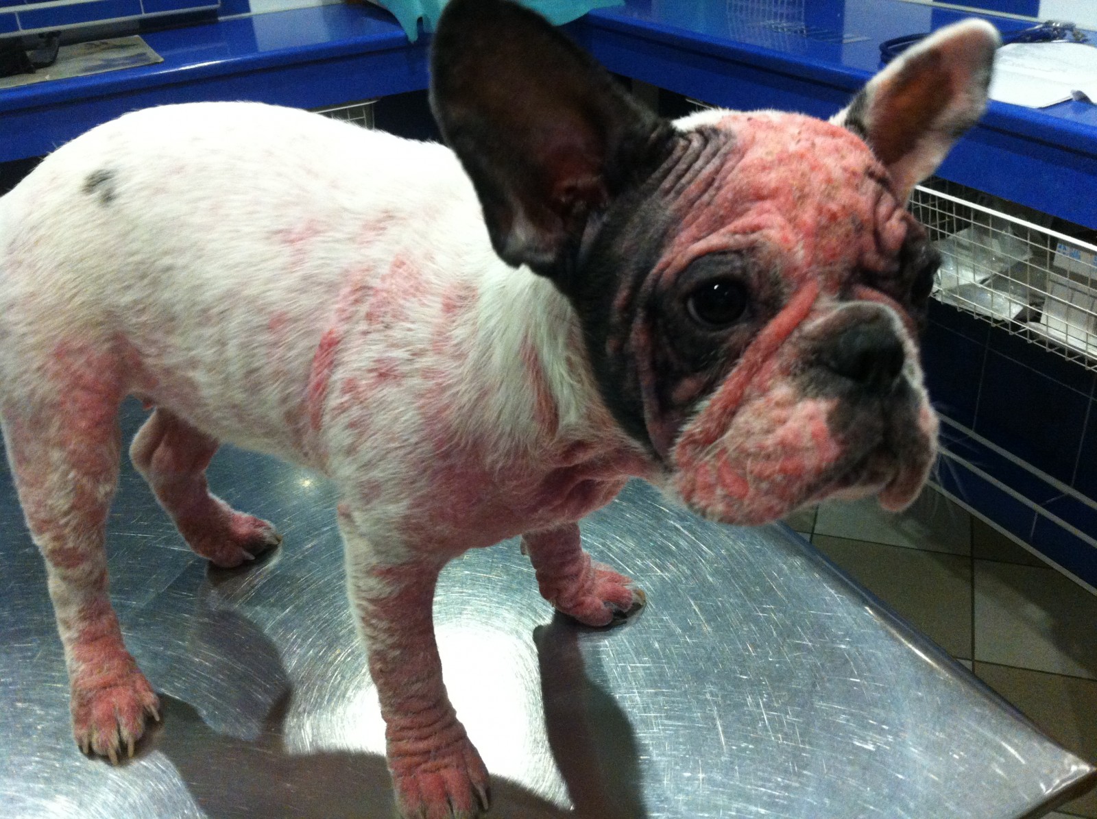 Powierzchowne ropne zapalenie skóry u psów