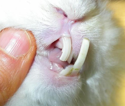 Choroby zębów u królików
